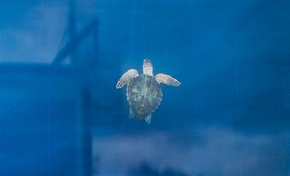 Ocean Days : un festival qui démontre pourquoi les marques doivent s’engager autrement pour la transition écologique
