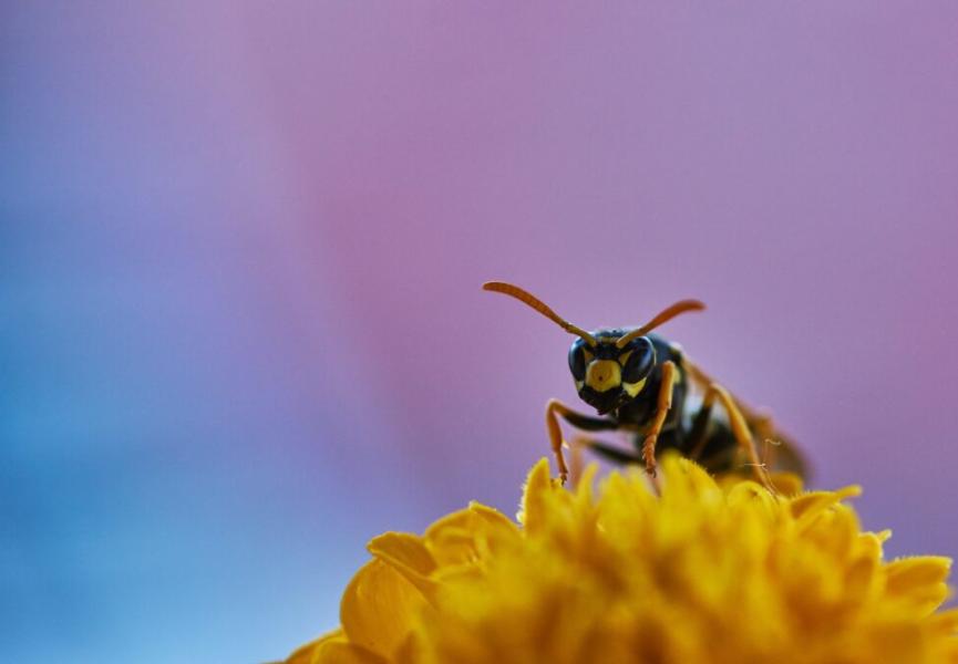 Biodiversité : comprendre pourquoi nous avons besoin de plus d’humanité et d’humus