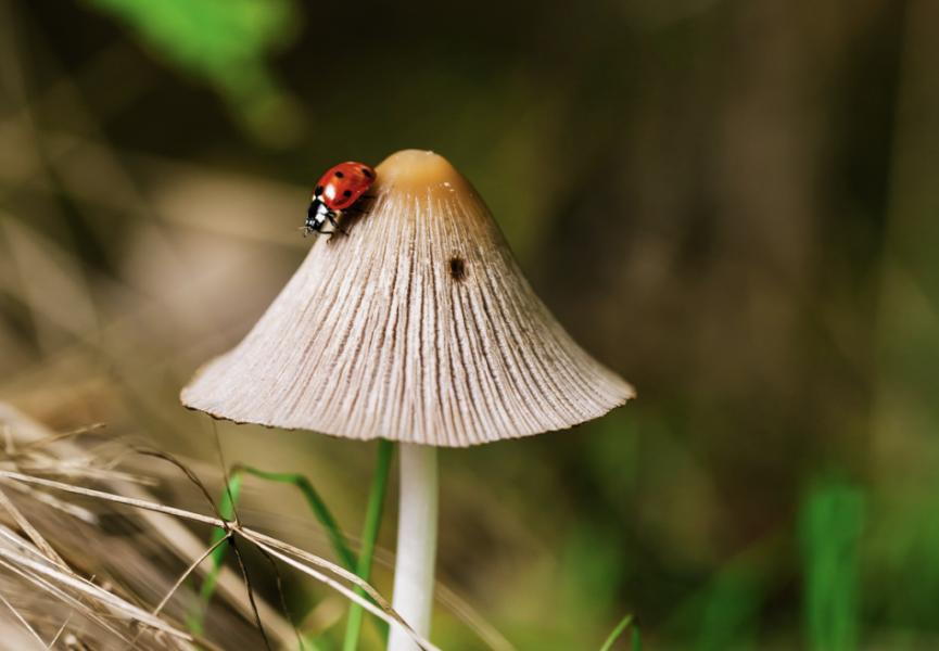 Découverte : les champignons vont-ils nous sauver la peau du réchauffement climatique ?