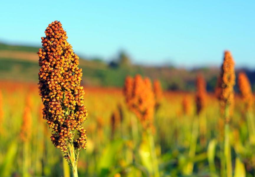 Agriculture : les mils peuvent-ils remplacer le blé en France ?