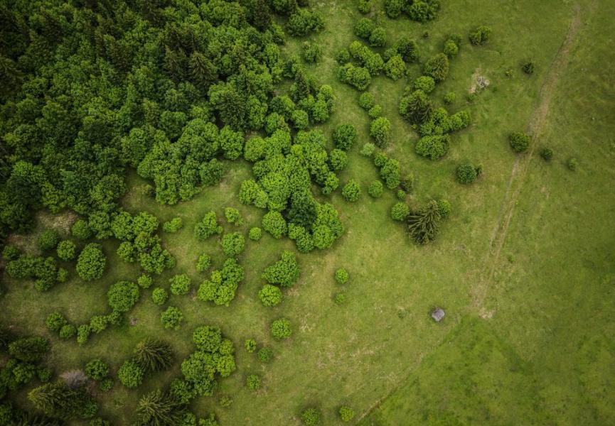 Climat : ok pour planter des millions d’arbres contre le réchauffement climatique… mais pas n’importe comment