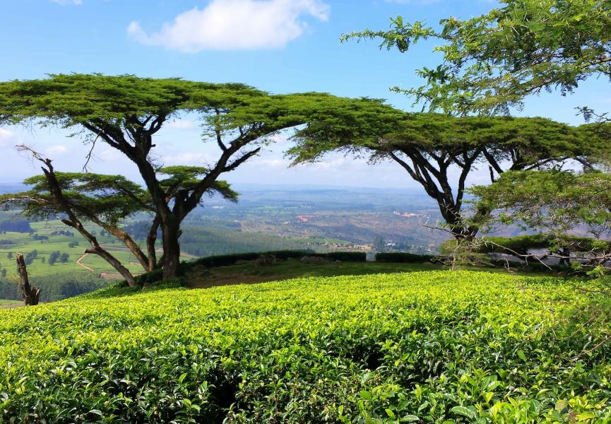 Environnement : l’incroyable diversité des plantes des pays arides pour s’adapter au nouveau climat qui va s’imposer en France