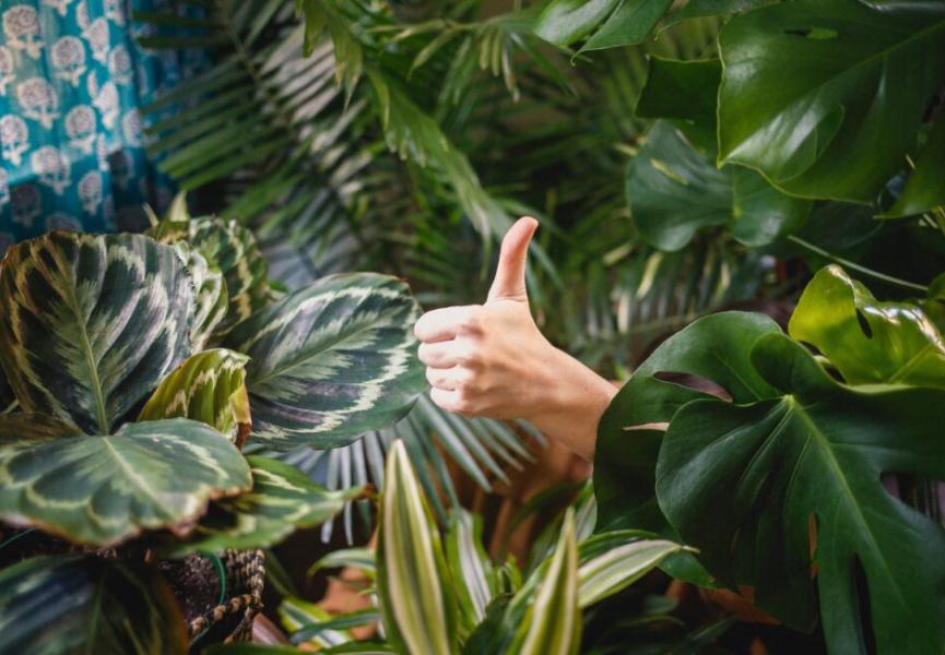 Derrière les plantes d’appartement, quel désir de nature chez les jeunes urbains ?