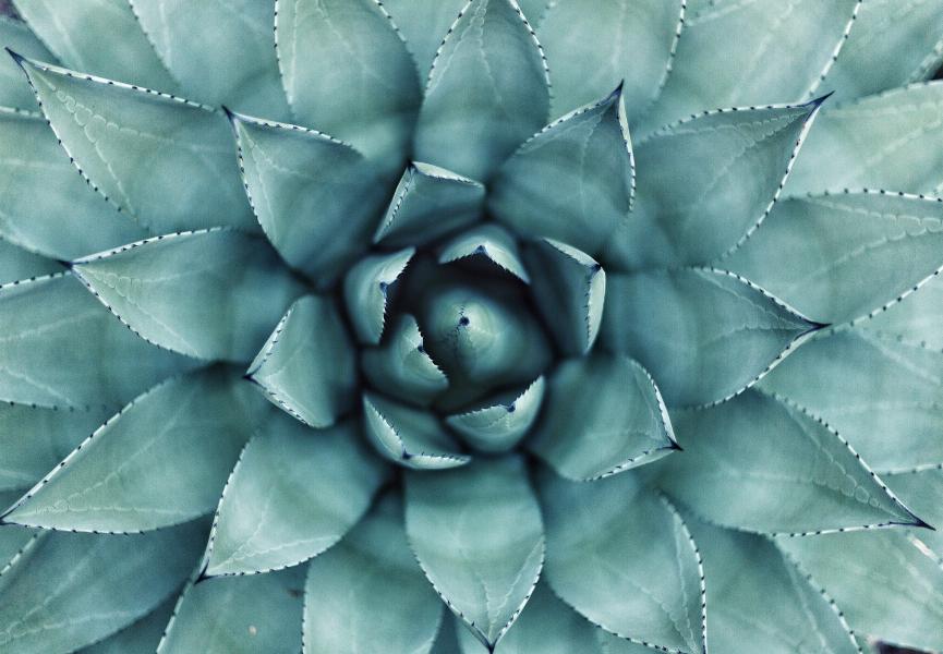 Donner une valeur économique à la nature : un changement de paradigme ?