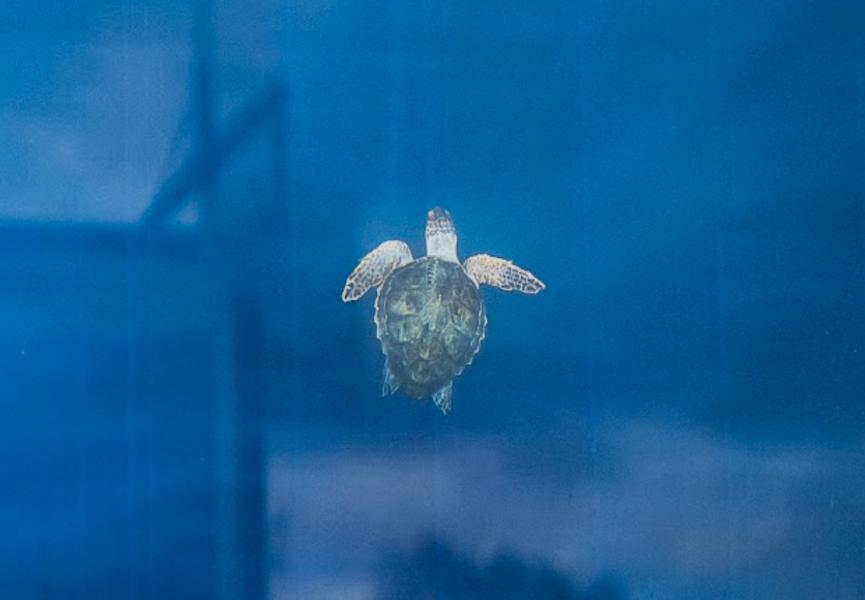 Ocean Days : un festival qui démontre pourquoi les marques doivent s’engager autrement pour la transition écologique