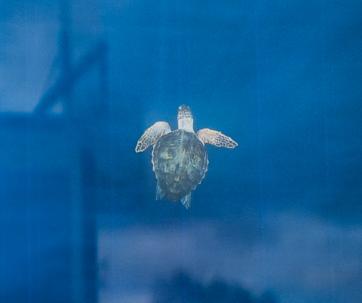 Ocean Days : un festival qui démontre pourquoi les marques doivent s’engager autrement pour la transition écologique