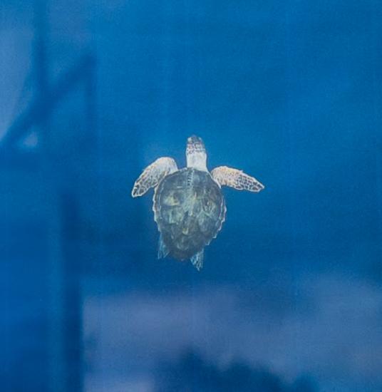 Ocean Days : un festival qui démontre pourquoi les marques doivent s’engager autrement pour la transition écologique